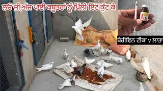 ਲਓ ਜੀ,ਅੱਜ ਕੱਬੂਤਰਾ ਨੂੰ ਪਿੱਲ਼ੀ ਇੱਟ ਕੁੱਟ ਕੇ ਪਾਈ🕊️॥ Today The Pigeon were Beaten With Brickes.