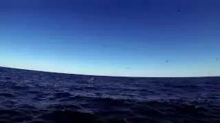 King Fish Jumping