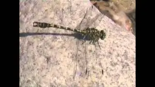 Green-eyed Hooktail Dragonfly Onychogomphus forcipatus Part 2