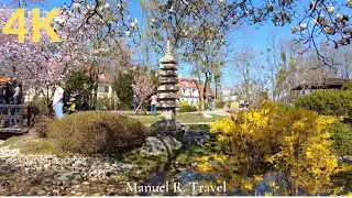 Cherry Blossom in Setagaya Park | 4K 60FPS | Japanese Garden in Vienna, D&ouml;bling