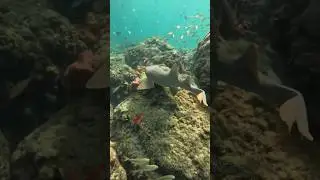 Diving In South Florida