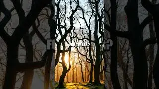 The Enigma of the Crooked Forest