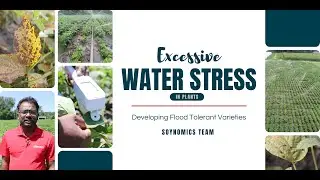 Excessive Water Stress in Plants - Developing Flood Tolerant Varieties | Soynomics Team