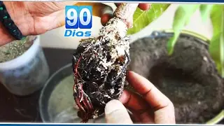 Como Retirar Alporquia e Dicas (90 Dias Depois)