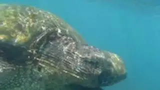 Run over by a turtle