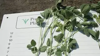 InsidePTI S1•E43 | Pushing Soybean Fertility