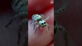 #astrakhan  #Spider #Salticidae #Salticus