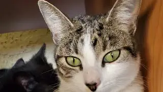 Cookie the cat pictures #cat #viral #cute