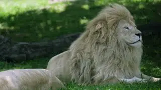 Infanticide by male and female lions