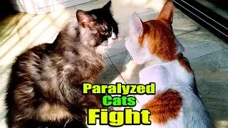 How Struggle a Paralyzed Cat from a Healthy Cat | Continuous Cats Fighting | Cat angry sound