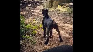 How to stop puppy from barking at scary things