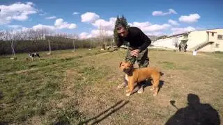 INFOS EDUCATION CANINE/  MES OUTILS.. MON SAVOIR FAIRE..