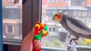 Cute Peekaboo Playtime 🥰🎶🦜 #cutepets #cockatielscraze