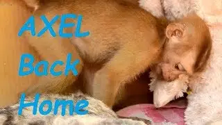 Small Baby Monkey Abandoned  AXEL Back Home After Run Play
