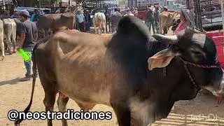 Baratillo de san Antonino Castillo Velasco Plaza Ganadera Mercado de Animales Toros vacas caballos