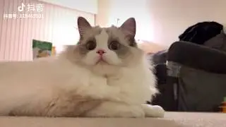 【抖音TIK TOK热门】2019 超可爱猫猫视频集锦 好想抱 Cute cats videos
