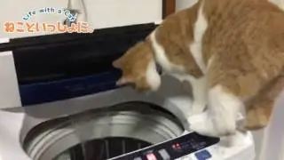 煉さんと虎徹くんと洗濯機！