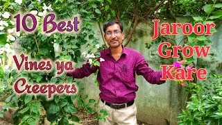 10 Best Vines ya Creepers Jaroor Grow Kare ( Hindi / Urdu )