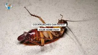 Expert Cockroach Control in Baton Rouge | Pelican Pest Control Solutions