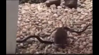Бой кролика с коброй