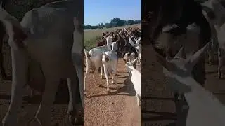 Farming animals 