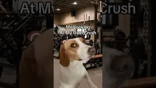 Gym Paws & Doggy Draws 😅 #fitlife #fitnessjourney #shortsfeed