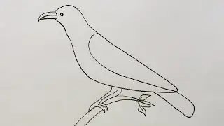 How to draw cuckoo bird!! cuckoo drawing simple!! drawing for beginners!! Pencil drawing!! Art'