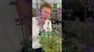 Nepeta 'Summer Magic' - Catmint For Clay Soils