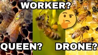 🤔 Drone Vs Worker Vs Queen Bee - Whats The Difference? 🤔