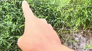 Capim tangola x capim humidicola