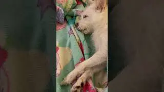 Just realized dogs can sleep with their eyes open #shorts #viral #dogs