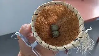 Fiz a ovoscopia nos ovinhos de azulão. 