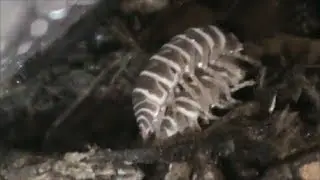 Chocolate Male Zebra Isopod Mating w/ Choc-Orange Female