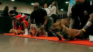 The Main Event Bully Expo ( Dog Show Recap) - World Bully Registry
