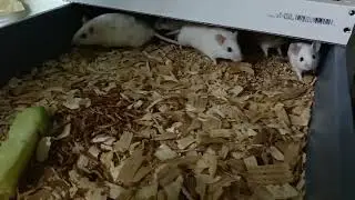 Rat and ASF breeding update 🐀