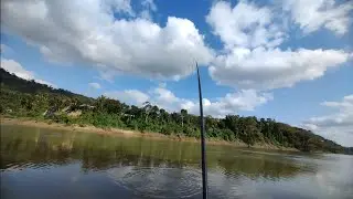 PESCARIA F&Aacute;CIL DE TIL&Aacute;PIA SELVAGEM &Eacute; COM ESSA T&Eacute;CNICA SEM ISCA.