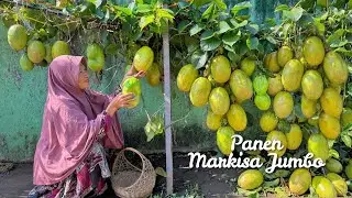 Memetik Markisa Jumbo | Masak Tumis Markisa Jumbo Jagung Manis,Telur Pedas Manis, Es Markisa Jumbo