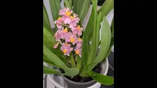 🩷 Oncidium tsiku marguerite chian tzy glory, vanilla scented, small easy growing orchid
