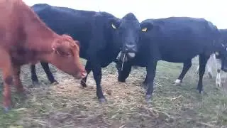 Кравички 