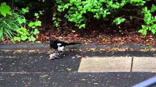 Elster fri&szlig;t Spatz / Magpie eats Sparrow