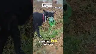 the goat is wearing a mask #goat #trending #shorts #viral #youtubeshorts #feedshorts #automobile