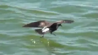 Wedge-rumped Storm-Petrel
