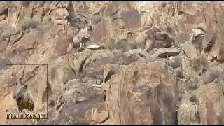 Gilgit baltistan mountain Ibex #shorts #Ytshorts #markhor