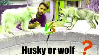Ye White Wolf Baby Hai Ya Ek Dog?&nbsp; Aj Pta Chal jae Ga😍 Sher mein dehat 😨 