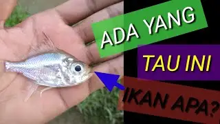 Mancing di sungai kebanggaan wong Kito (Palembang)