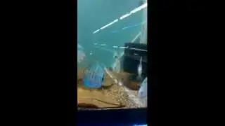 Aquarium Central High Quality Discus