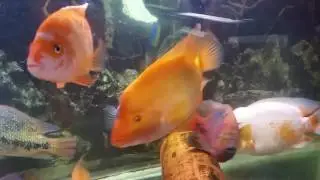 Fish Room Tour January 2017 Community Tanks And Monster Fish