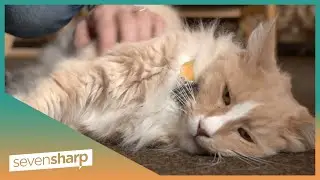 Popular Wellington cat Mittens on the move north