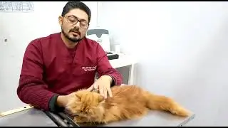 Pet Travel Advice