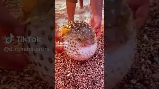 Furry Fails: Hilarious Animal Bloopers That Will Make Your Day | Day-1 |